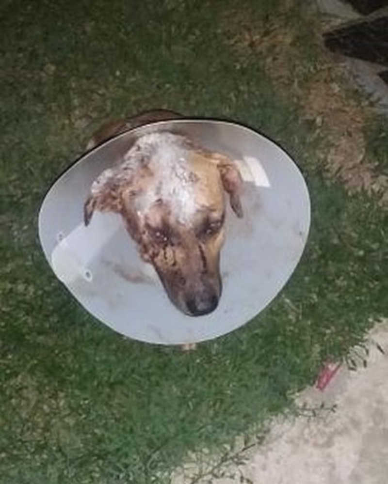 Cachorro foge de casa e é atacado por vizinho com mais de 20 terçadadas, em Rio Branco, AC