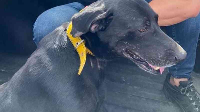 Cão explorado para retirada de sangue em hospital veterinário é resgatado pela polícia em Maceió, AL