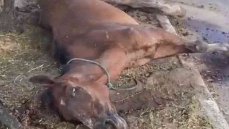 Cavalo vítima de maus-tratos é sacrificado em Maceió, AL