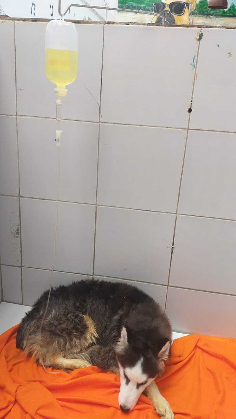 Lock, um Husky Siberiano de 6 meses, faleceu após ficar pouco mais de uma semana internado na clínica veterinária em Maceió — Foto: Ronald Mickael/Arquivo pessoal