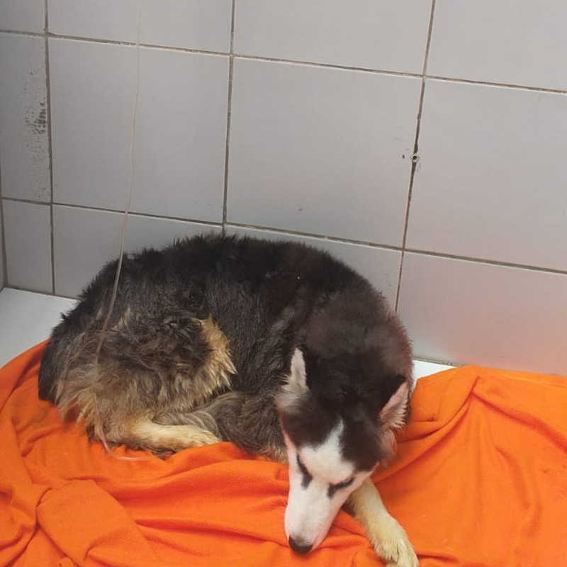 ‘É um matadouro’, diz tutora de cadela que faleceu em hospital veterinário investigado pela polícia em Maceió, AL