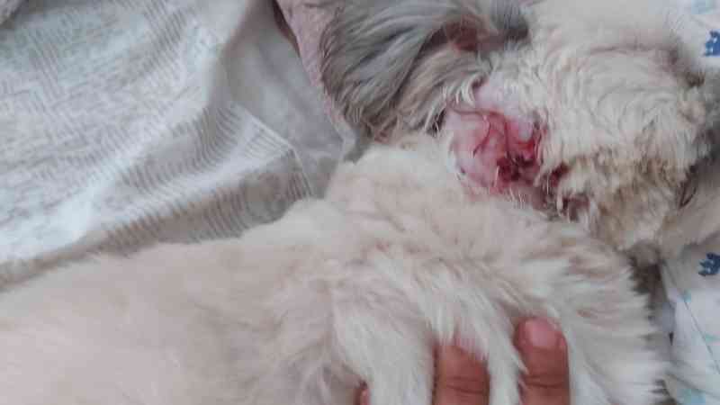 Cicatriz da cirurgia para retirada de nódulo do pescoço do cachorro — Foto: Lidiana Alves/Arquivo pessoal