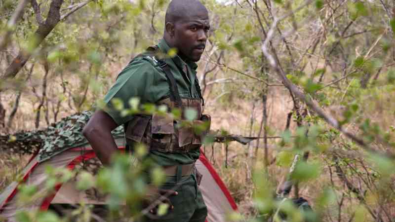 Protetores de rinocerontes na África do Sul tornaram-se grande ameaça à espécie