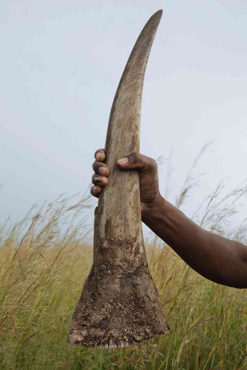 Uma pessoa segura chifre de rinoceronte em Klerksdorp, África do Sul. Um chifre de 4 quilos como este pode alcançar R$ 1100,00 no mercado negro, de acordo com reportagem de 2012 da revista National Geographic. FOTO DE BRENT STIRTON, REPORTAGE FOR WWF/NATIONAL GEOGRAPHIC