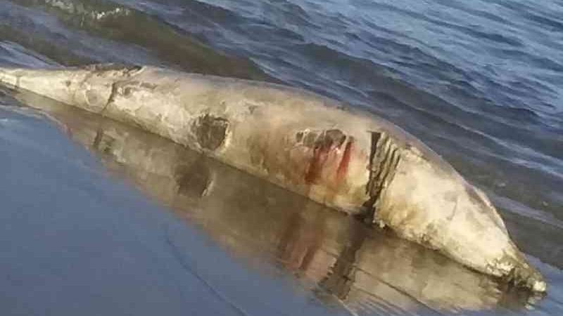Golfinho é achado morto em praia de Itapuã, em Salvador, BA