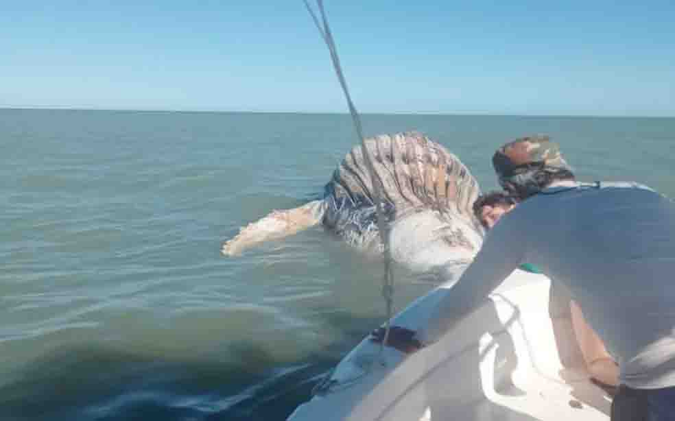 Baleia-jubarte é encontrada morta em praia de Caravelas, no sul da Bahia