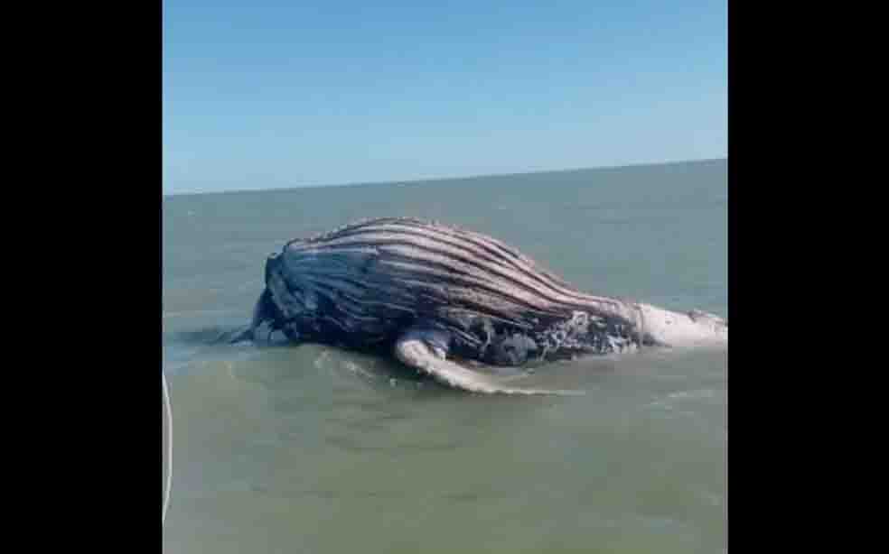 Baleia jubarte é encontrada morta em praia de Caravelas, sul da Bahia. Foto: Projeto Baleia Jubarte 