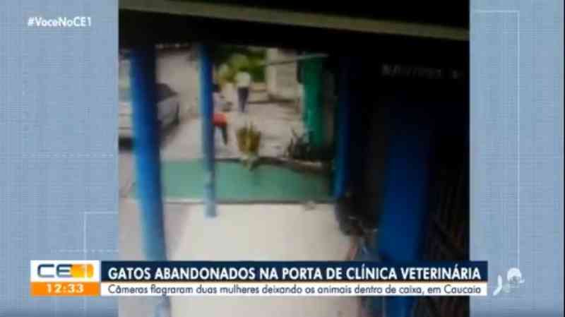 Câmeras flagram mulheres abandonando caixa com gatos em frente à clínica na Grande Fortaleza; vídeo