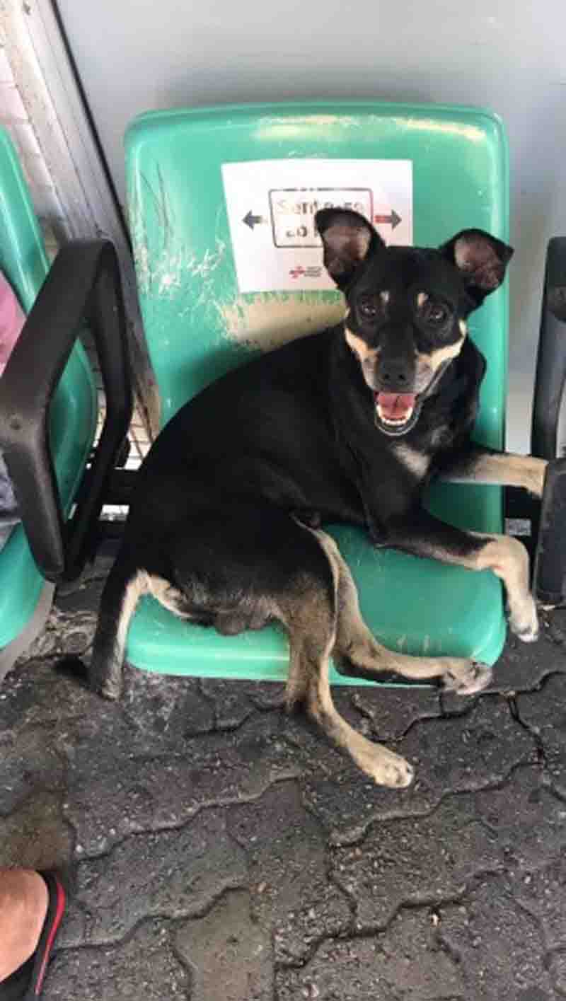 Cachorro é colocado para adoção após passar meses esperando tutor em hospital de Fortaleza, CE