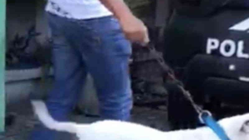 Tutores de pit bull que atacou animais em Fortaleza (CE) são investigados por maus-tratos