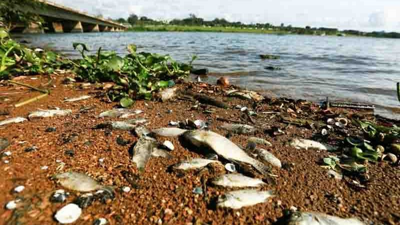 Ibram descarta esgoto como causa da morte de animais no Lago Paranoá, em Brasília