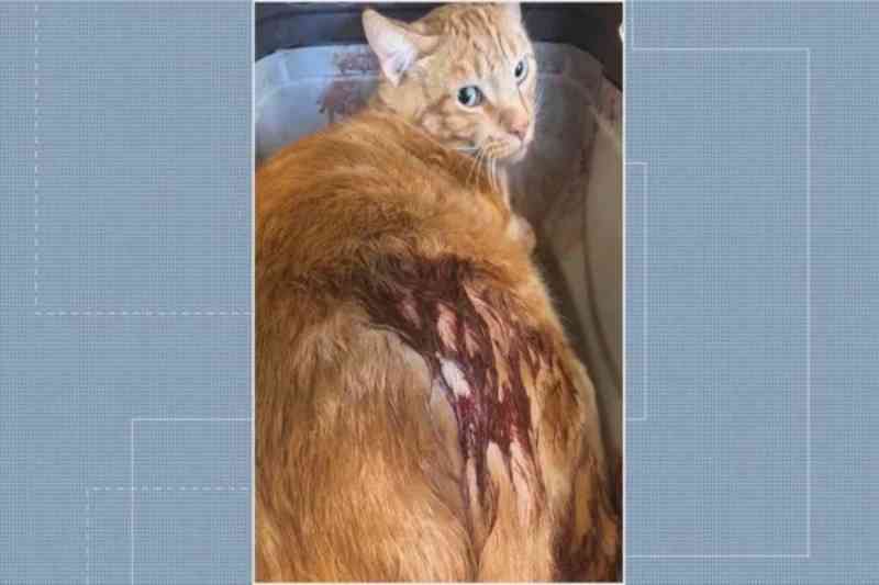 Gato é baleado em casa no Park Way e Polícia Civil do DF investiga maus-tratos
