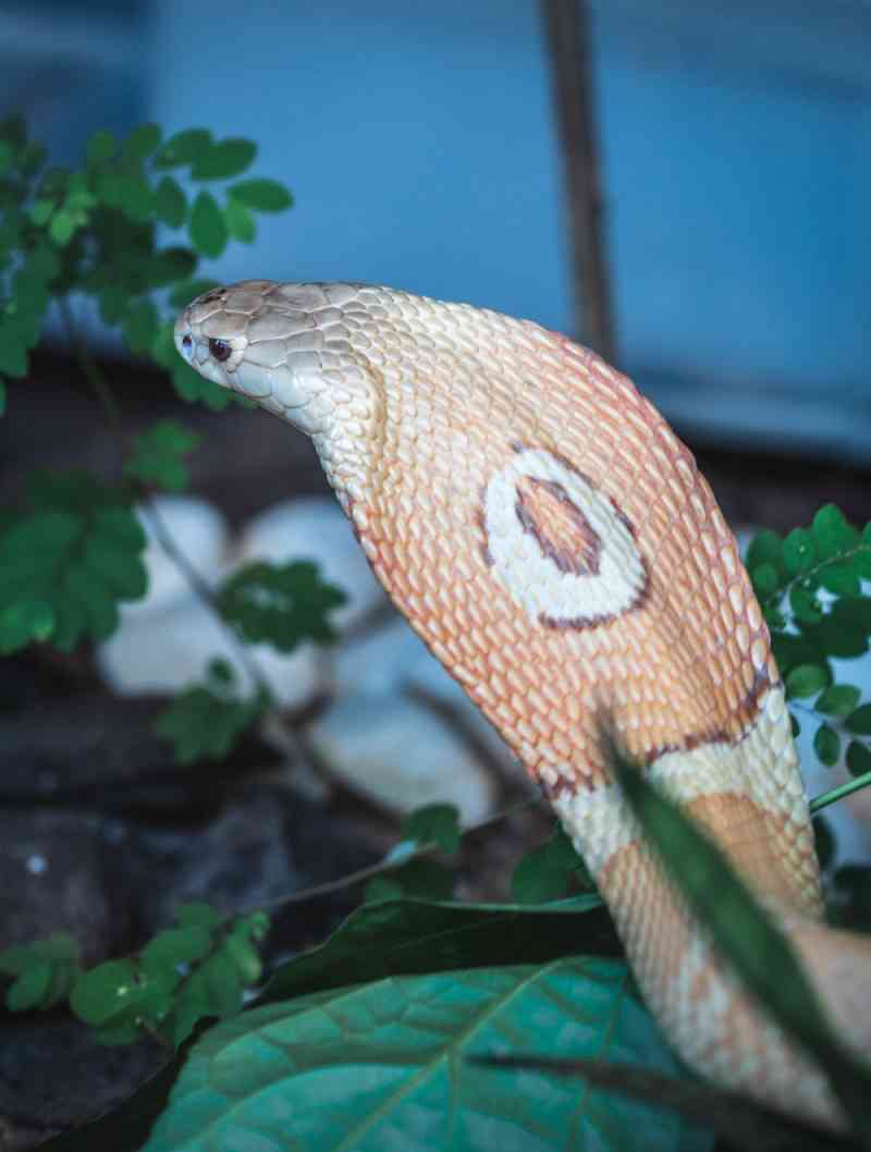 Cobra Naja que picou estudante em Brasília faz ensaio fotográfico no zoológico — Foto: Ivan Mattos/Zoológico de Brasília 