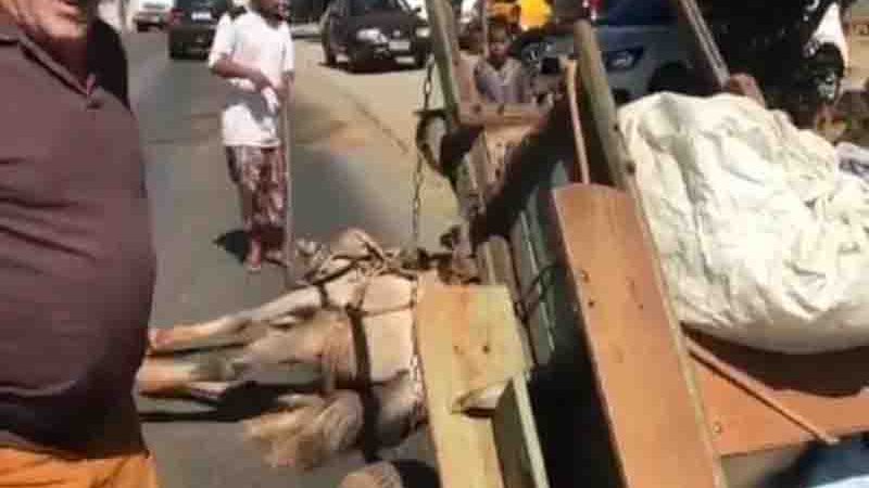 Após mortes de cavalos por exaustão, ONG do DF pede cumprimento de lei que proíbe carroças