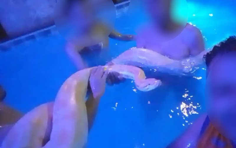 Vídeo mostra cobra píton albina dentro de piscina durante festa na casa em que foi resgatada em Aparecida de Goiânia (GO), diz delegado