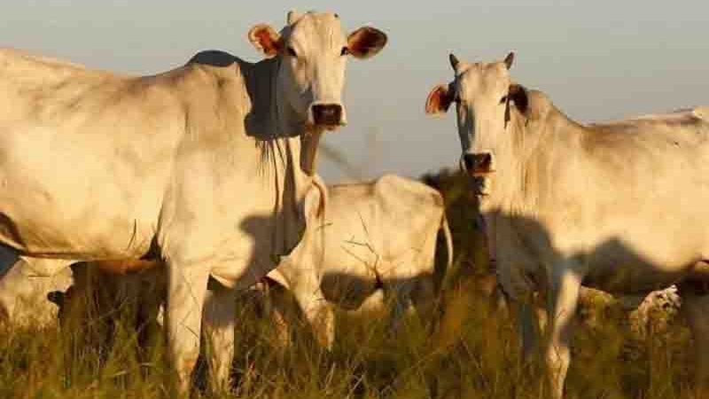 Polícia Civil investiga venda de agrotóxicos usados na alimentação de gado em Goiás