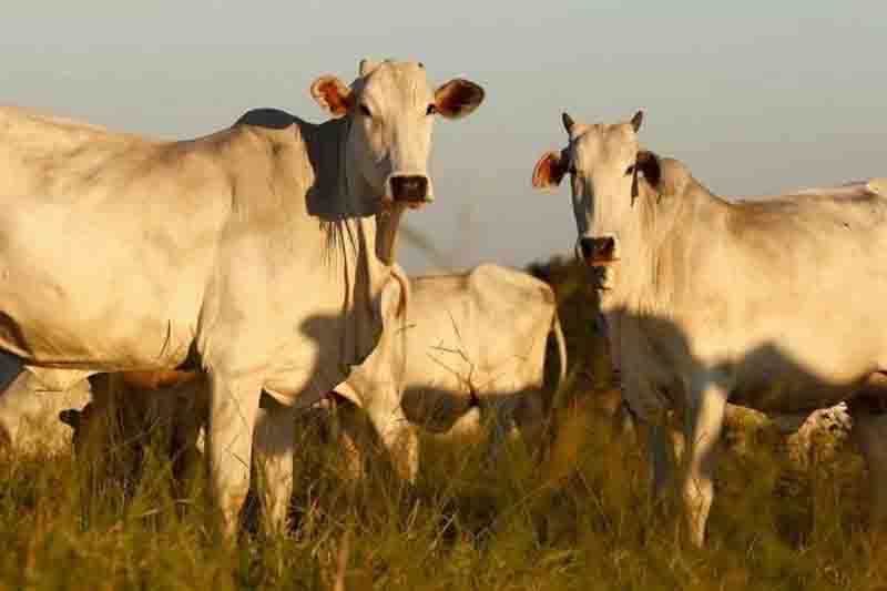 Polícia Civil investiga venda de agrotóxicos usados na alimentação de gado em Goiás