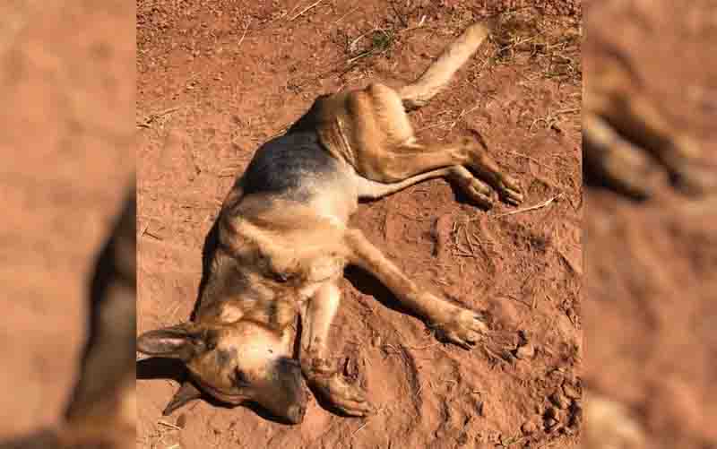 Animal foi encontrado com vida pela Ronda Municipal, mas morreu devido aos maus-tratos, em Goiânia. Foto: Divulgação/Romu