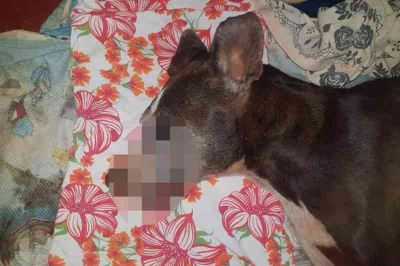 MP denuncia homem que arrastou cadela na moto e causou morte do animal em Mozarlândia, GO