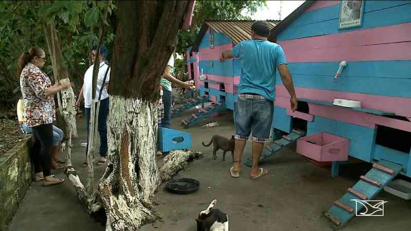 Animais abandonados são alvos de maldades em São Luís — Foto: Reprodução / TV Mirante