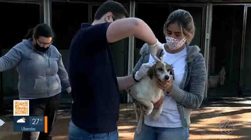 Cães e gatos são chipados em Uberaba (MG) para controle de população