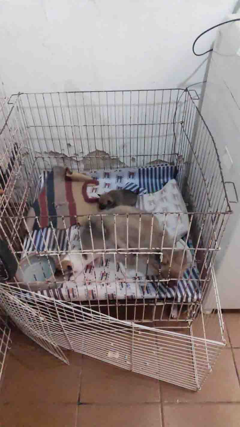 Animais também eram mantidos em gaiolas no local. Foto: Polícia Civil/Divulgação 