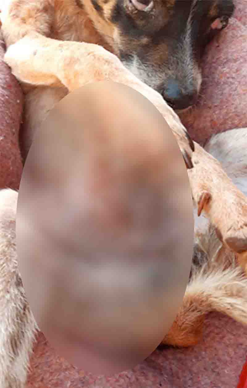 Cachorro que vivia na rua é agredido a pauladas por morador em MS
