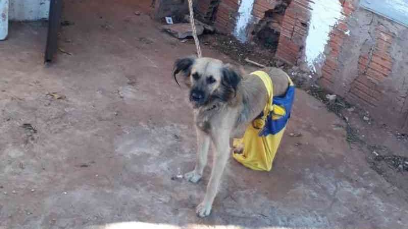 Professora que manteve cadela amarrada e sem comida por 1 semana ganha liberdade em MS