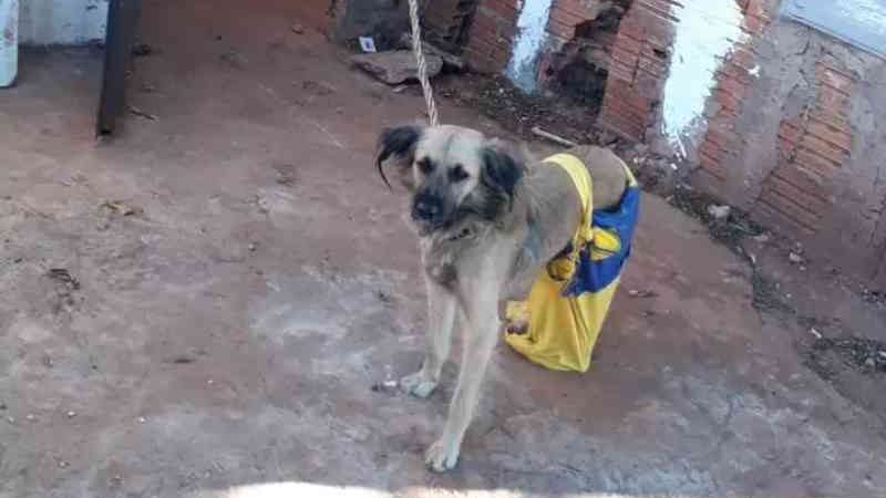 Tutora de 3 cães deixados amarrados, sem comida e no frio passa a noite na cadeia, em Campo Grande, MS