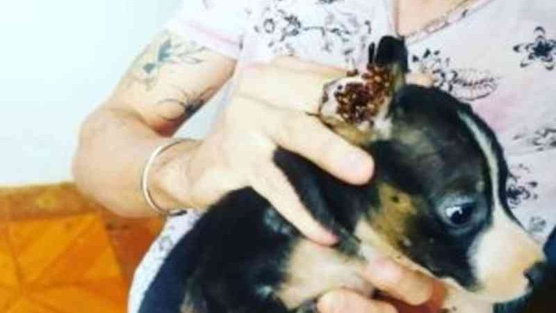 Tutor é preso em flagrante por maus-tratos e 12 animais são resgatados em Campo Grande, MS