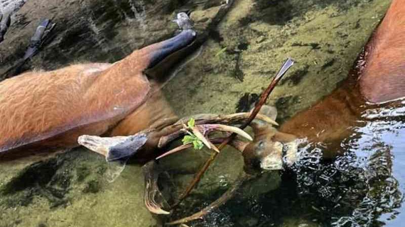 Em disputa por território, cervos do Pantanal travam as galhas e morrem afogados; veja fotos