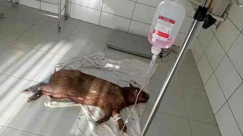 Capivara encontrada baleada em Lucas do Rio Verde não resiste e morre durante tratamento