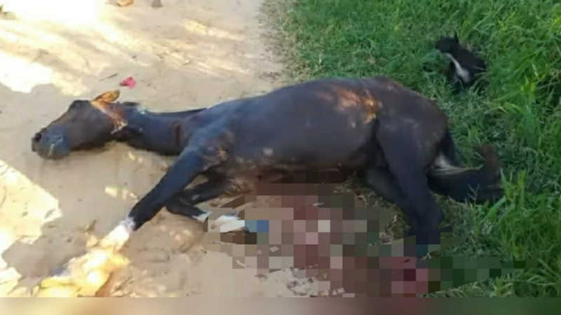 Em Santarém (PA), cavalo é resgatado após ser esfaqueado no bairro Santarenzinho