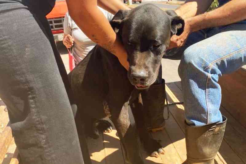 Polícia resgata cães que foram deixados em casa abandonada em Formosa. Foto: Divulgação/ PCGO