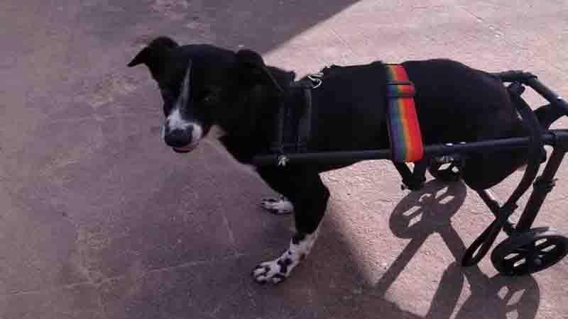 Cão com paralisia ganha cadeira de rodas e um novo lar em Olinda, PE