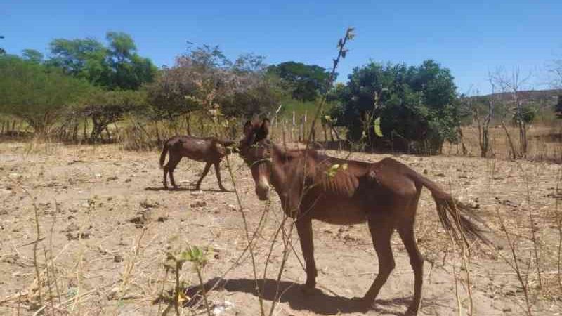 Polícia Civil investiga denúncia de burros feridos transportando sacas de areia em Francisco Santos