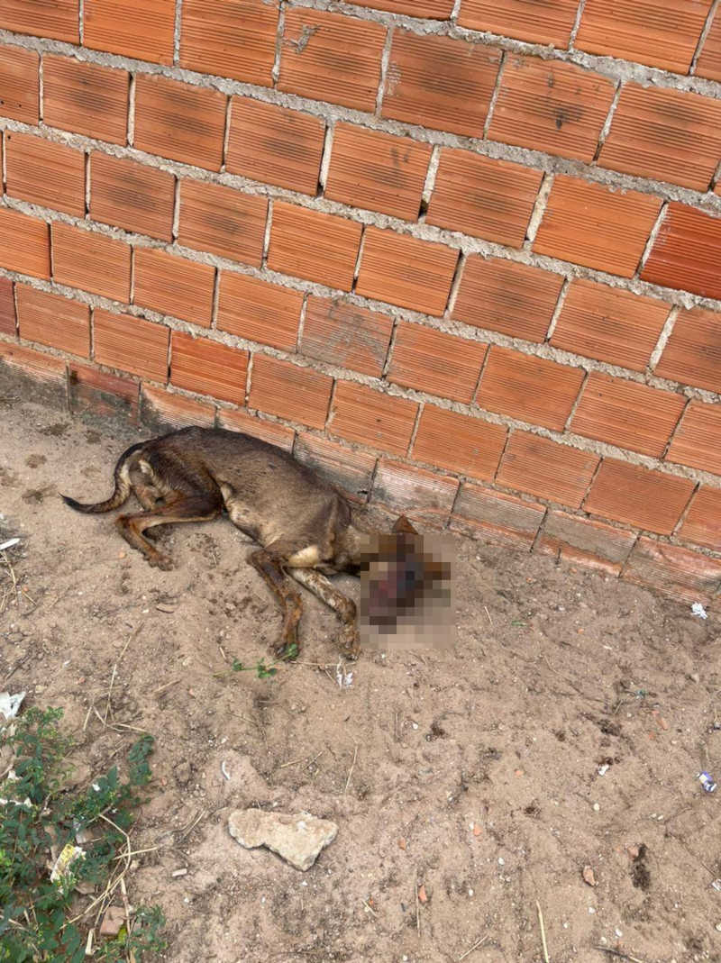 Cadela foi encontrada com o rosto comido por vermes e em carne viva (Foto: Divulgação)
