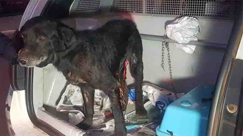 Patrulha Ambiental da GM resgata cachorro ferido por golpe de faca no bairro São Cristóvão, em Cascavel, PR