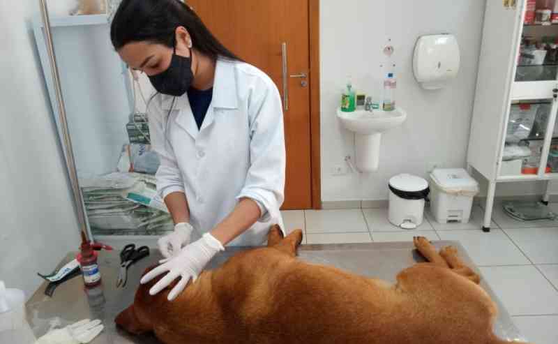 Cachorros são agredidos com golpes de facão em Maringá, PR