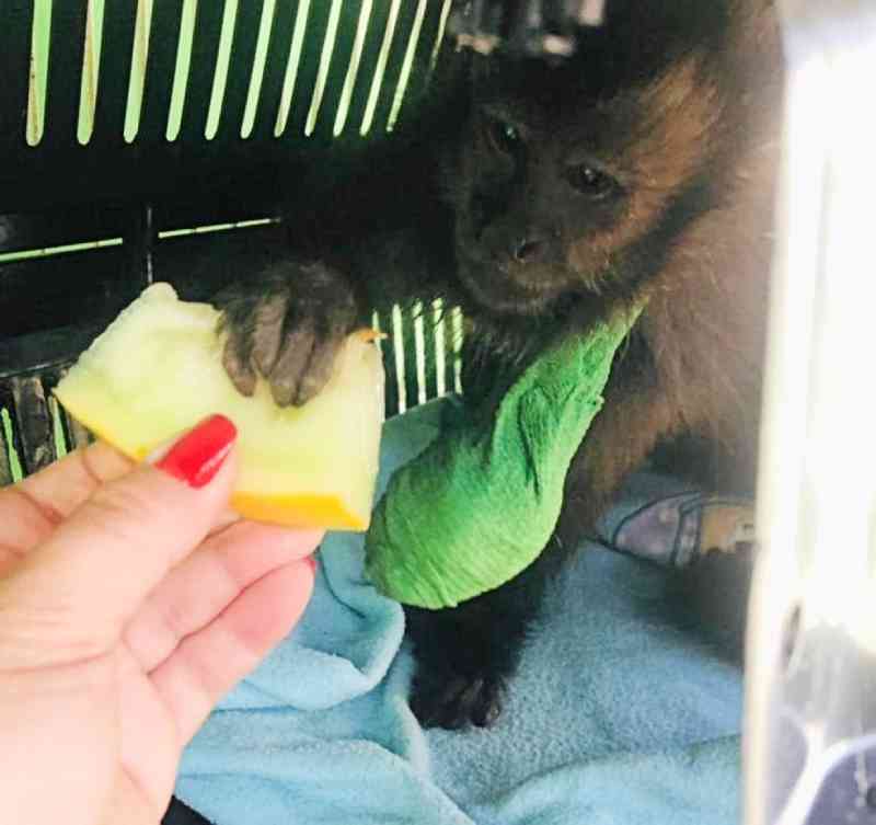 Macaco-prego é resgatado com lata de azeite presa ao braço em bosque de Paranavaí, PR
