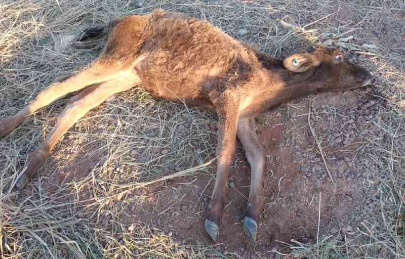 Polícia flagra gado morrendo de fome em Umuarama, PR; tutor diz que animais são preguiçosos