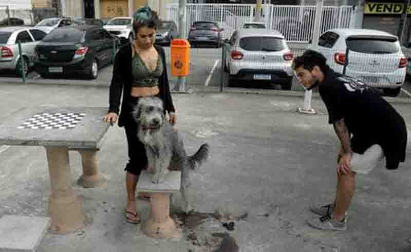Mayume e Fabian Sanches com cadela que foi agredida por policial, que ainda matou outro animal do casal. Foto: Gabriel de Paiva / Agência O Globo