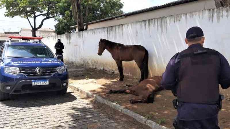 Cavalos foram resgatados em Cidade da Esperança, em Natal. — Foto: Divulgação/Semdes