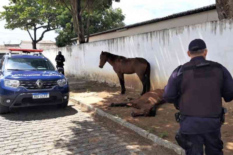 Dois cavalos vítimas de maus-tratos são resgatados na zona oeste de Natal, RN