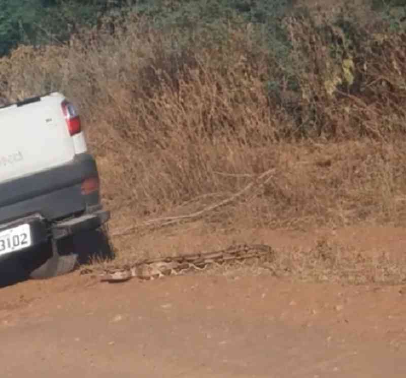 Vídeo mostra motorista passando carro por cima de cobra para tentar matar animal em Mossoró, RN