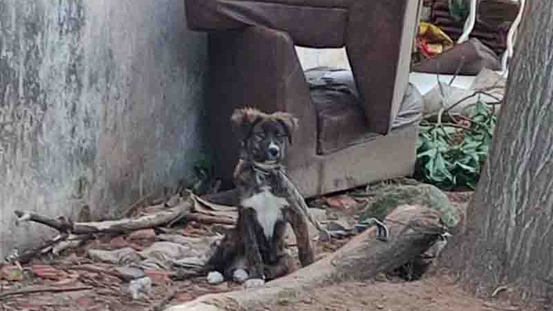 Ação da Polícia Civil resgata 16 cães vítimas de maus-tratos em Santa Maria, RS