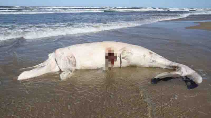 Filhote de baleia-franca encalha sem vida na Praia do Camacho, em Jaguaruna, SC