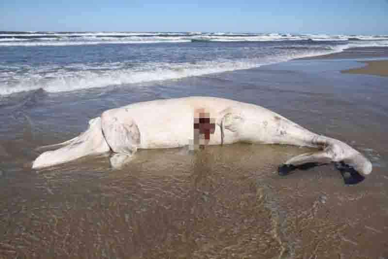 Filhote de baleia-franca encalha sem vida na Praia do Camacho, em Jaguaruna, SC