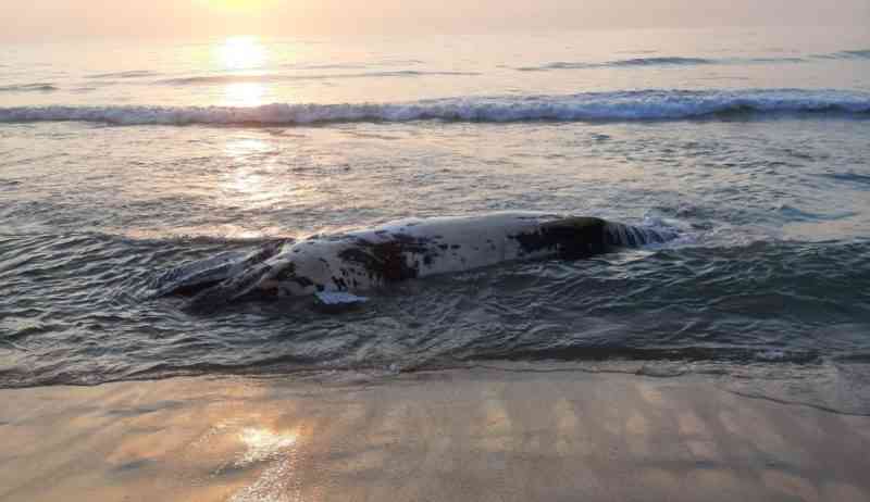 Baleia na praia do Plaza, em Itapema, foi encontrada morta – Foto: Reprodução/ND