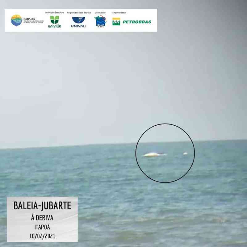 Baleia-jubarte foi vista à deriva no sábado (10) - PMP/BS-Univille